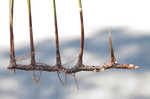 Needlegrass rush